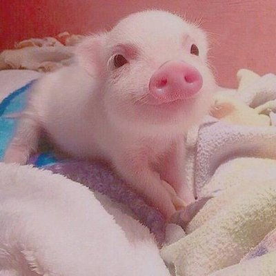 生肖豬與生肖雞 勇往直前，財星高照，驚喜連連