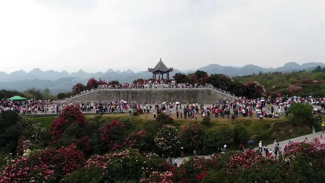 關于百里杜鵑景區(qū)接待量已經(jīng)飽和的緊急通知!