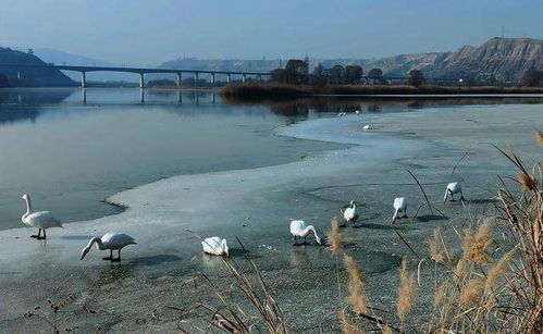 投資額2398.75萬元蘭州市西固區(qū)達川三河口天鵝灘文化旅游項目